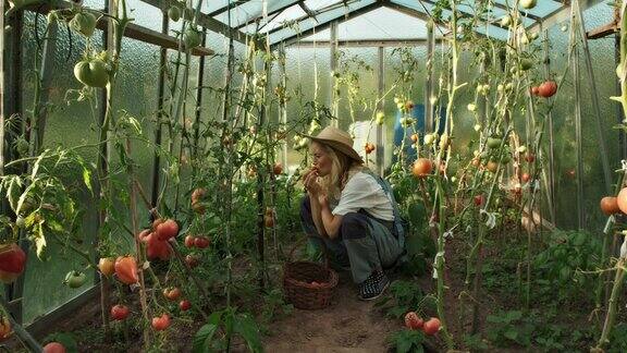 温室里的女人采摘和闻成熟的西红柿