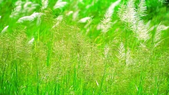 褐色的草花随风摆动在绿色的草地背景