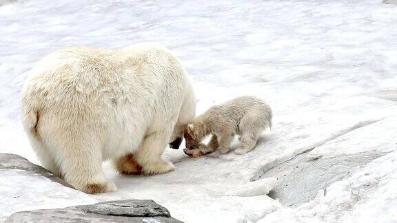 北极熊和熊宝宝的喂养