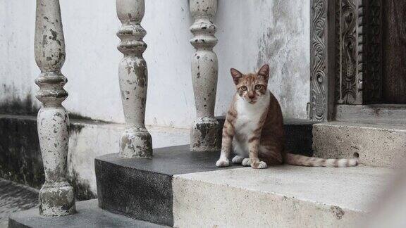 流浪红猫在非洲桑给巴尔脏石镇的街道上