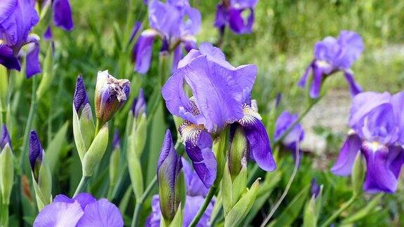 紫色的虹膜花