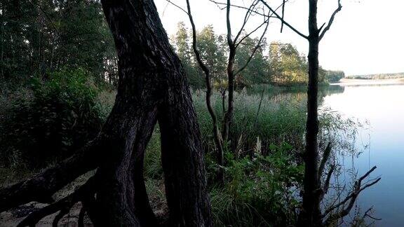 湖岸上长着枝干的树根的树