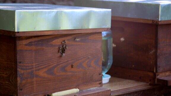 蜜蜂从蜂房起飞的近景
