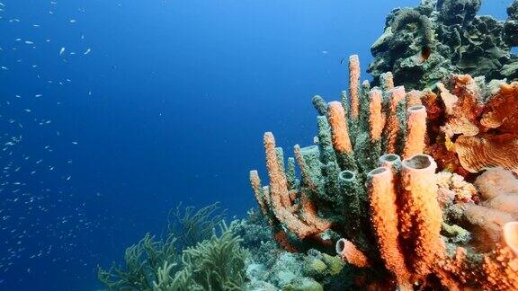 在库拉索岛周围的加勒比海珊瑚礁海景珊瑚和海绵