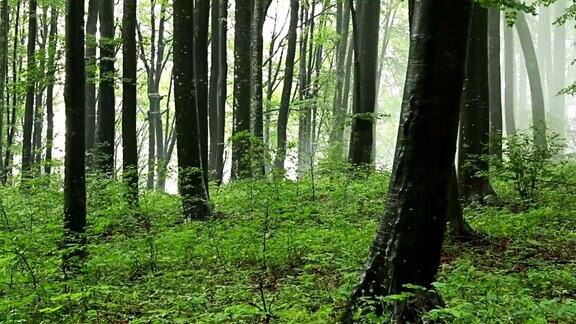森林的时间随着树木中飘过的雾而流逝