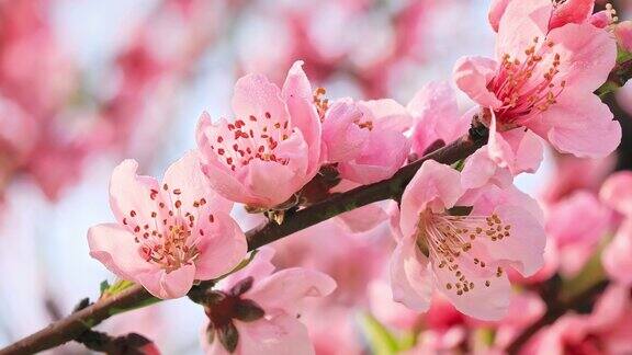 粉红色的桃花在春天盛开