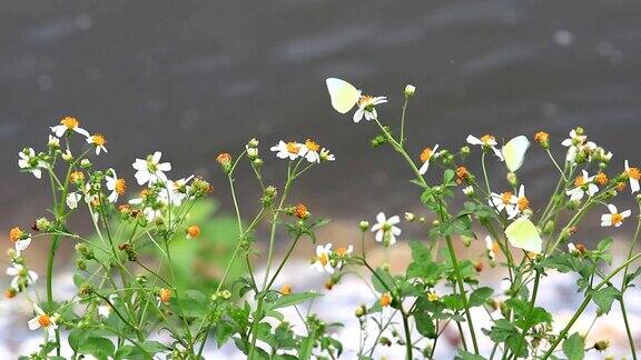 春天绿草盛开蝴蝶飞舞