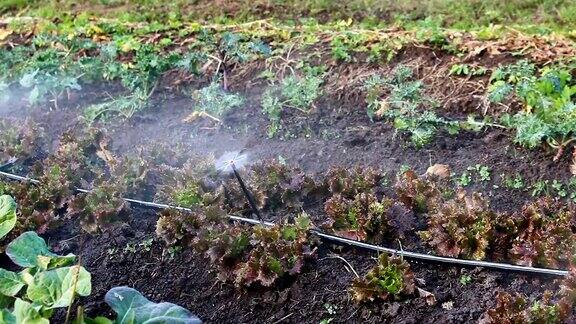 用洒水器在小菜园里浇灌蔬菜