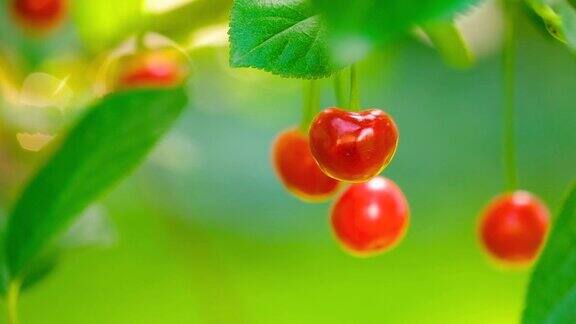 红樱桃挂在树枝上
