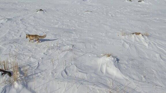一只在雪地上爬行的狐狸