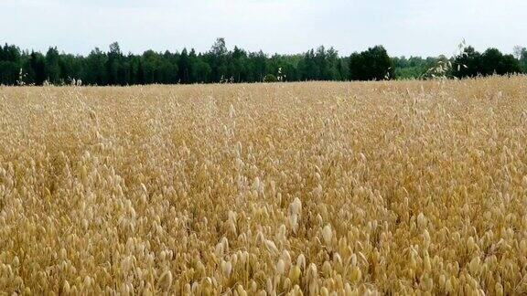 阳光明媚的日子里农场里的小粒白燕麦