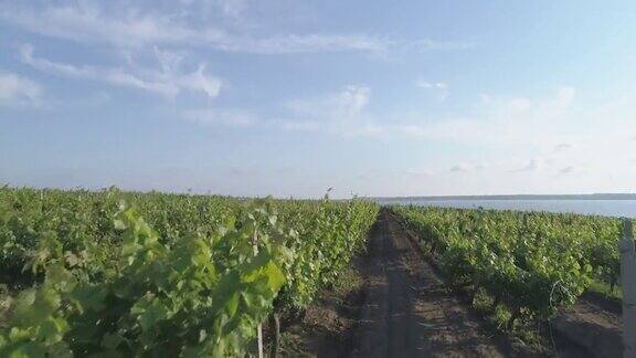 空中镜头葡萄园葡萄园一排排葡萄园种植