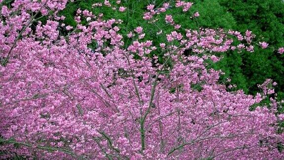 公园里美丽的樱花(樱花树)