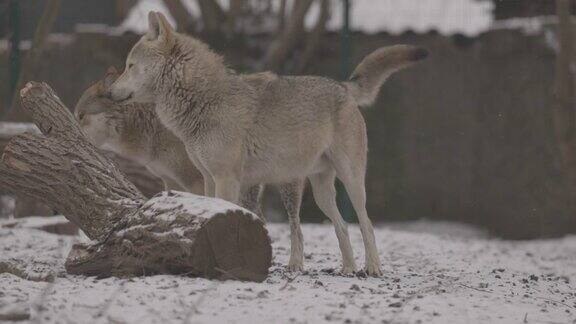 一个灰狼的肖像犬在冬天近距离的捕食者4K慢动作ProRes422未分级C-LOG10位