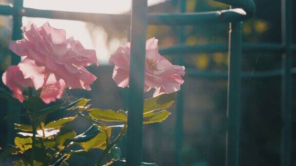 粉红的玫瑰在花园里迎风开放
