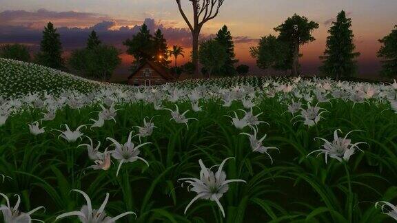 日落时分房子前面有一片白色的百合花