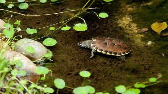 乌龟坐在水中的石头上