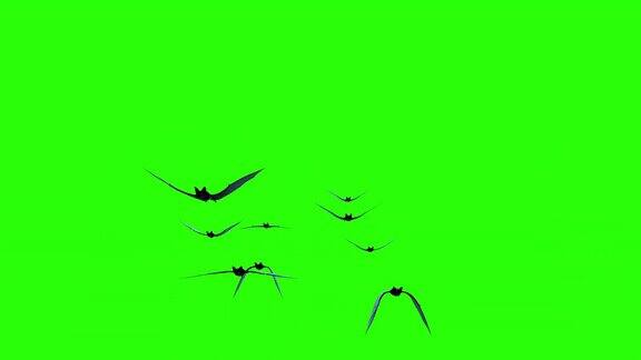 万圣节的节日一群蝙蝠在绿色屏幕背景上飞翔Сhroma关键