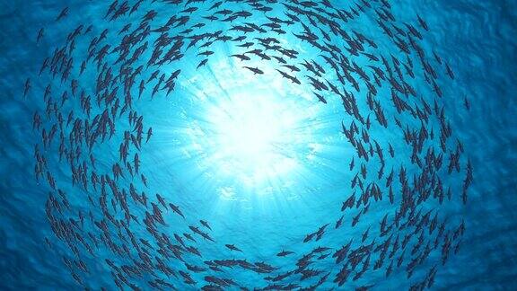 鱼群环绕渔业深海
