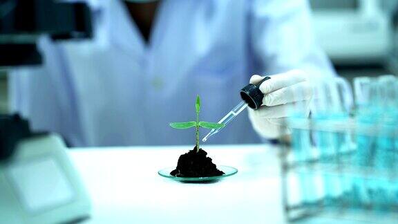 实验室植物检测过程中女科学家手滴化学物质的特写