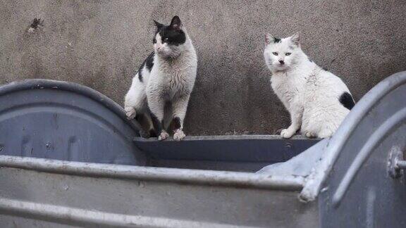 两只流浪猫坐在脏兮兮的集装箱上-特写