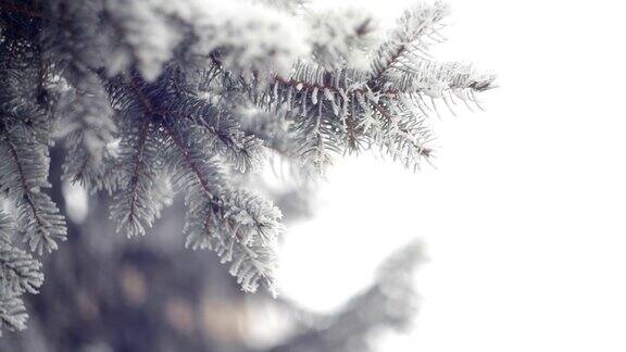 冰雪覆盖的松树枝在冬季公园圣诞节的背景