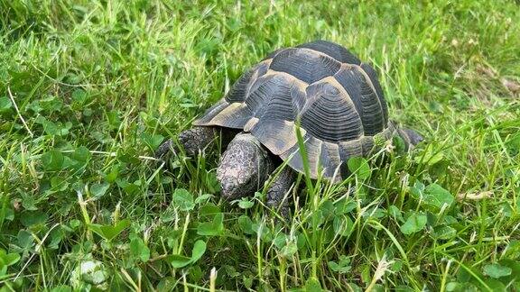 可爱有趣的乌龟在绿色的草地上慢慢移动的场景乌龟慢步看着镜头