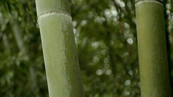 竹茎苍翠有力原生态热带气候强度大