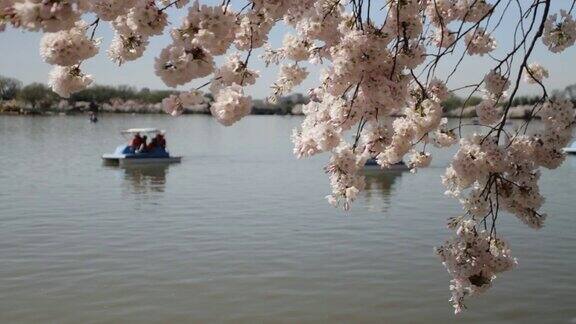 樱花划艇