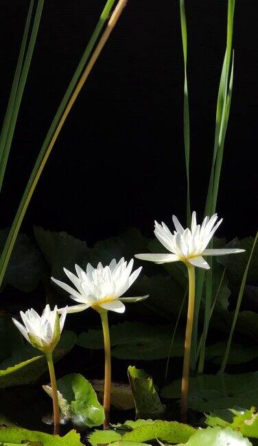 白色的睡莲在早晨盛开