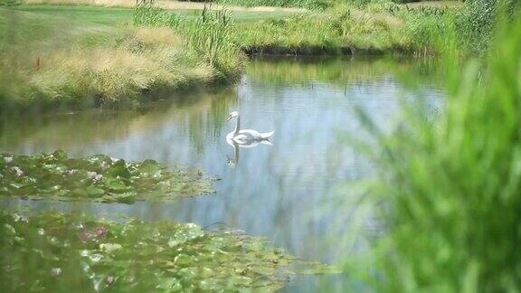 池塘里漂浮着一只白天鹅