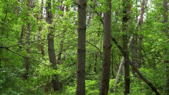 春天绿色的森林浓密的灌木丛丰富的灌木丛原始的自然