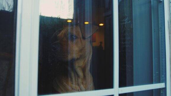 悲伤的狗在窗口比特斗牛沙皮狗