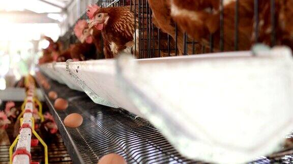 鸡蛋放在托盘上鸡蛋和鸡吃食物的农场背景