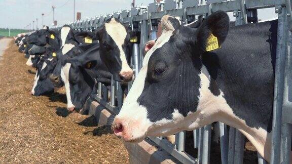 奶牛在户外的谷仓里吃干草奶牛的饲养和饲养