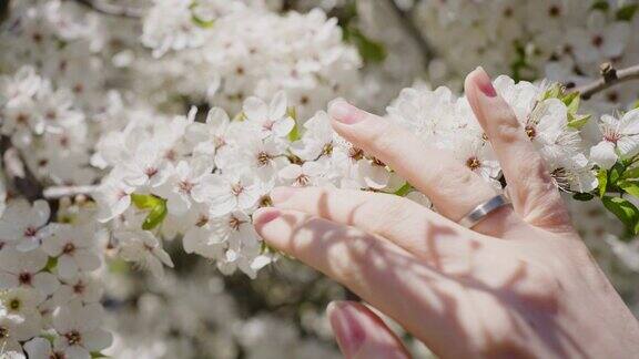 女人的手触摸着树上盛开的白花