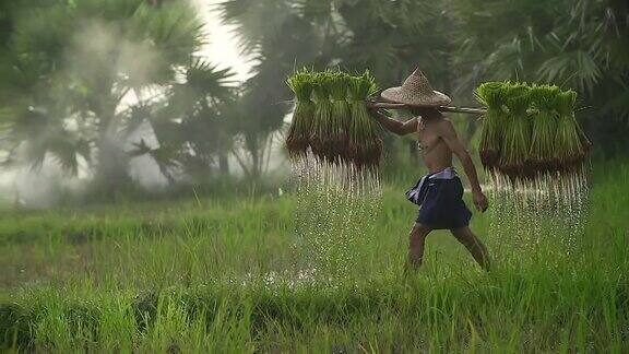 农民在雨季种植水稻他被水和泥浸透准备播种