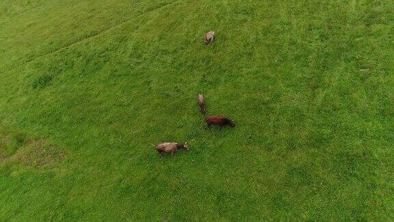 牛在一大片绿色的草地上吃草