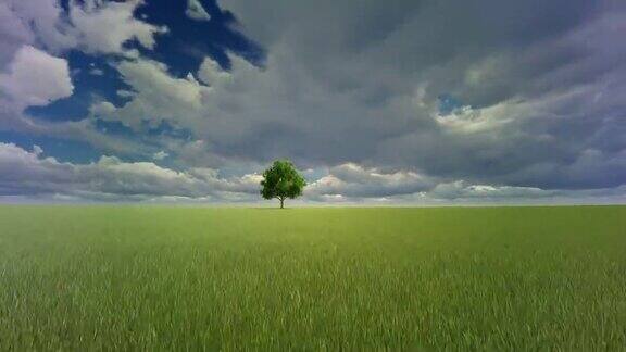 夏天绿色草地上的一棵孤独的树高速摄像机