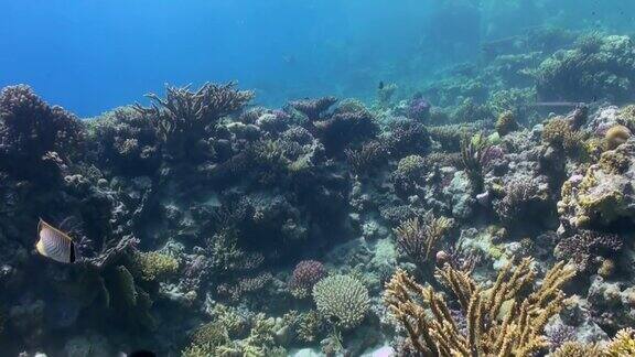 水下珊瑚礁景观红海