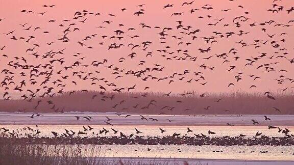 一群鸟大雁从湖里飞出来