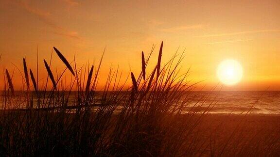 沙滩上的草夕阳大海