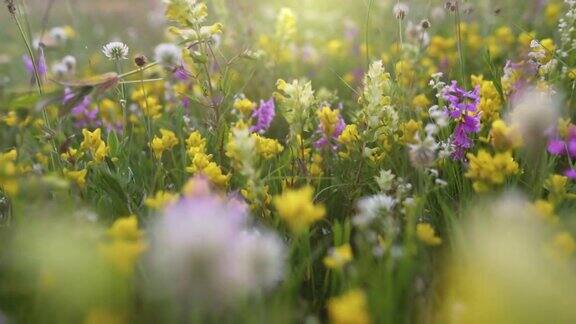 镜头穿过了长满五颜六色花朵的高山草甸花夏天背景夏日的田野里山上的草甸在夕阳的余晖中绽放