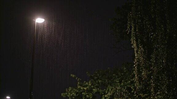 雨夜孤独的灯柱和一棵潮湿的树