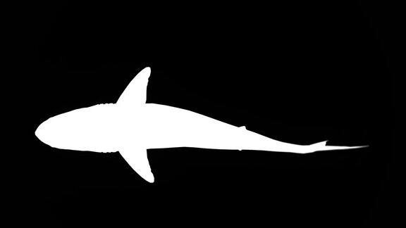 攻击大白鲨剪影在黑色背景动物野生动物游戏回到学校3d动画短视频电影卡通有机色度键角色动画设计元素循环