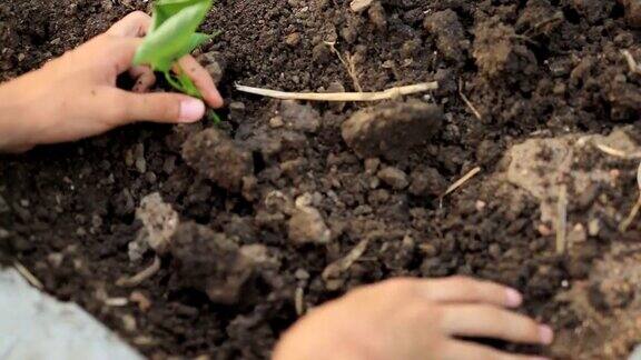 用手把甘薯苗种在土壤里