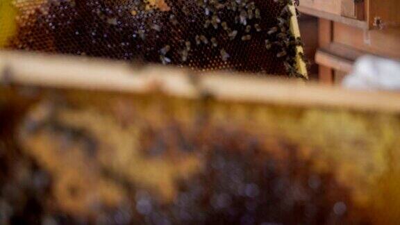 养蜂人每天检查蜜蜂