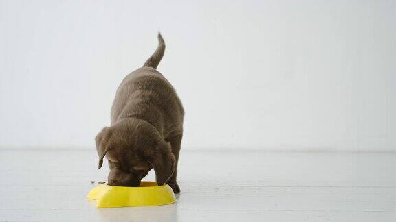 慢镜头:一只棕色的拉布拉多小狗正在吃地板上黄色碗里的狗粮