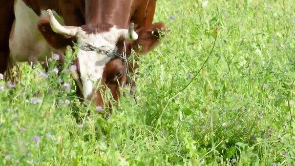 在牧场放牧的棕色奶牛