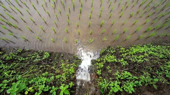 泰国清迈班帕邦派山部落村稻田里的秧苗水从自然流向田野:俯视图